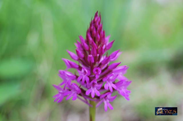 anacamptis pyramidalis.JPG